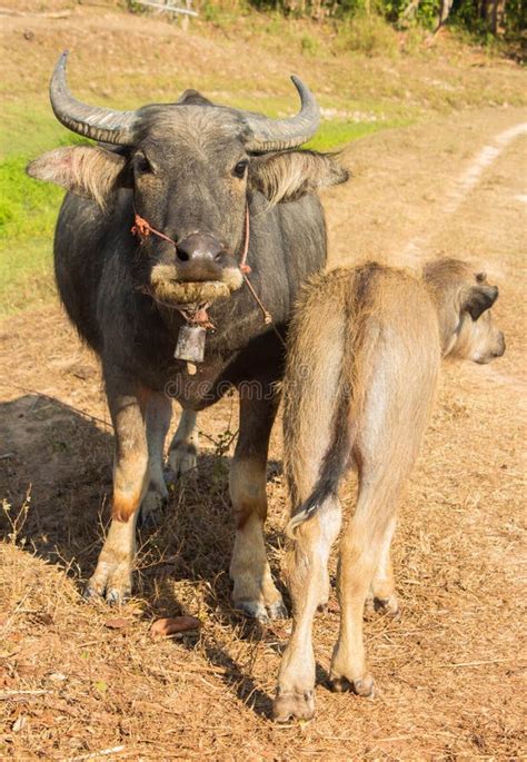 Water buffalo in farm stock photo. Image of wild, beast - 68473774