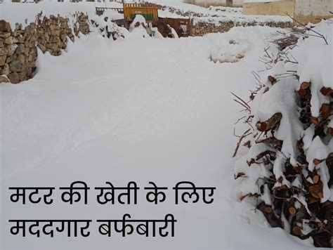 Lahaul Spiti News Snowfall Pangi Killar Sh 26 Closed Weather लाहौल स्पीति में सीजन की सबसे