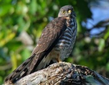 Малый перепелятник — Accipiter gularis — Птицы Алтая