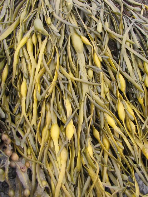 Knotted Wrack Ascophyllum Nodosum Superdomain Neomura D Flickr