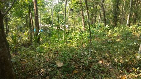 Cent House Plot For Sale Kannur Alakode Housefind