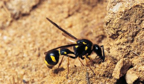 Paper Wasp Facts Life Cycle And Habitat Information