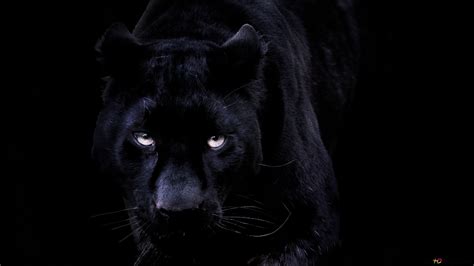 La Mirada Severa De La Pantera Negra Integrada Con El Fondo Negro K