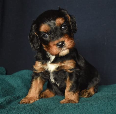 Cavapoo And Cavoodle Puppies For Sale In Il Dreamcatcher Hill Puppies