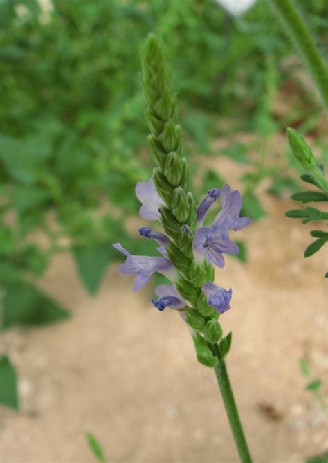 Angiosperms Flowering Plants •