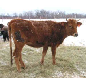 Corriente Cattle Origin Characteristics Uses Photo