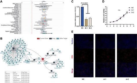 Frontiers Intra Tumoral Expression Of SLC7A11 Is Associated With