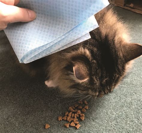 Feline Behaviour Part 3 Introducing A New Cat British Veterinary