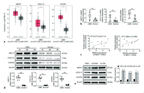 ABCF1 CXCL12 And CXCR4 Are Highly Expressed In GBM A The RNA