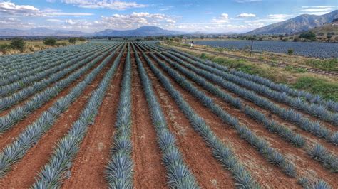 Agave Fields, Tequila Jalisco, Mexico - Drone Photography