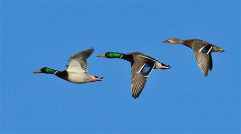 2016 Waterfowl, Migratory Bird Hunting Seasons Announced