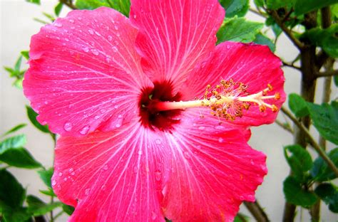 Pink Hibiscus Flower | Florida flowers, Hibiscus bush, Beautiful flowers