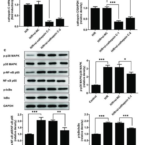 Downregulation Of Cathepsin C Enhanced Viability And Inhibited