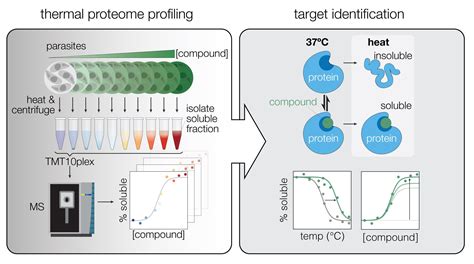 Thermal Proteome Profiling To Identify Protein Ligand Interactions In