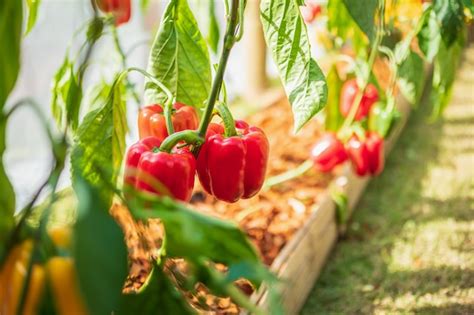 Premium Photo | Red bell pepper plant growing in organic garden