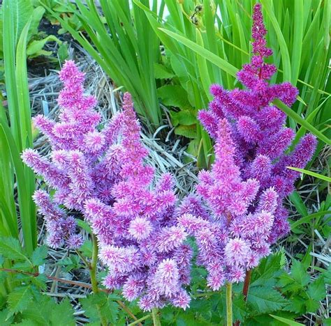 Astilbes Plant Care And Collection Of Varieties Garden Org Astilbe