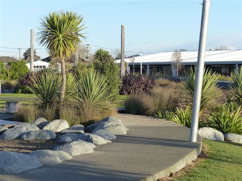Takana Native Tree Nursery - Introducing our Tree of the Week: MATAI