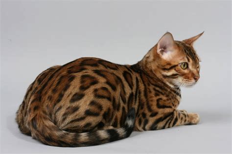 Bengal Cat : Cat Breeds | Cat Mania | For Cat Lovers