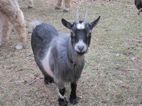 Goat Names: The 500 Most Popular Names for Goats