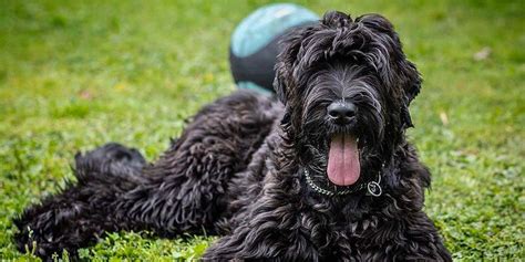 Terrier Ruso Negro