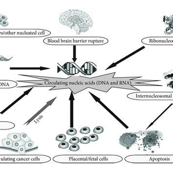 Schematic Representation Of Various Pathways By Which Nucleic Acids Are