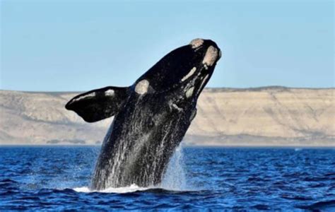 Se divisaron las primeras ballenas de la temporada en cercanías de