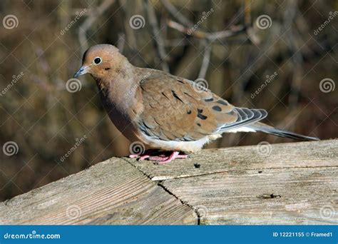 Mourning Dove Stock Image Image Of Beak Branch Feathers 12221155