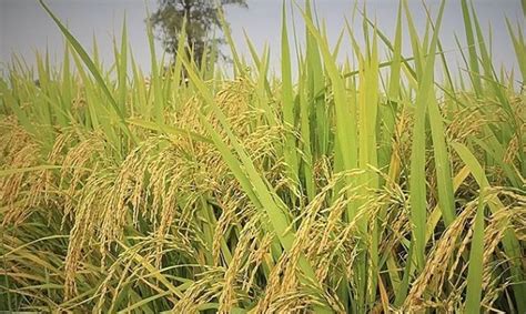 Les Exportations Vietnamiennes De Riz Ont Atteint Plus De Millions