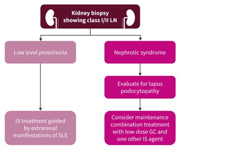 Management Of Lupus Nephritis