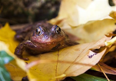 Autumn Frog I Found That Frog Hiding Between The Shrubs In Flickr