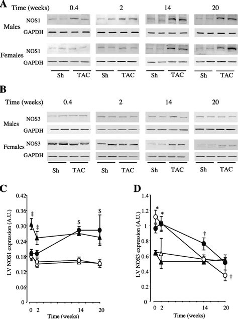 Cardiac Nos1 And Nos3 Expressions As A Function Of Sex Tac And Time Download Scientific