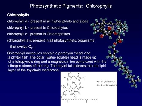 Ppt Phytoplankton And Primary Productivity Powerpoint Presentation