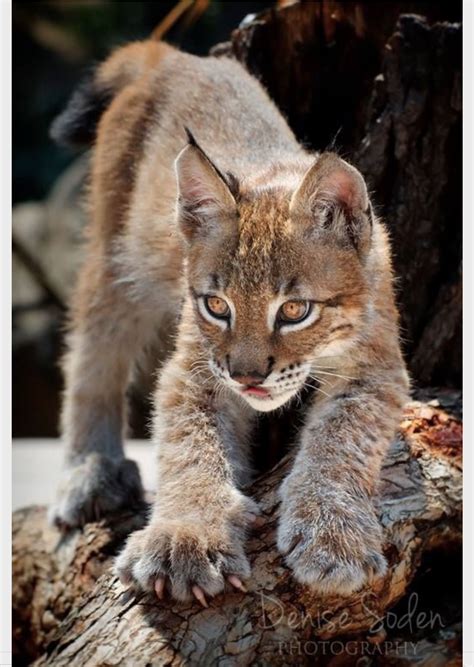 Pretty baby Eurasian Lynx (Lynx lynx) sharpening its claws. Oh, those ...