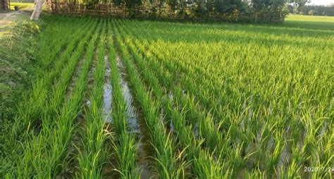 Paddy Farmers Reap Rich Harvest Through Sri Cultivation