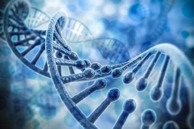 Your BAC DNA Fosmid And CDNA Library Construction And Screening Experts