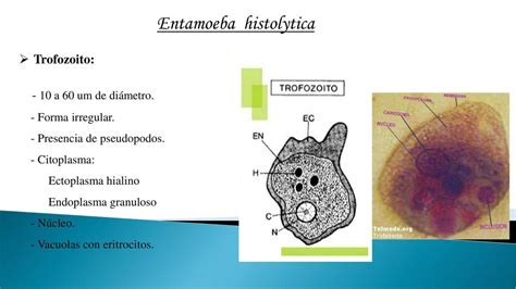 Practica De Amebas Ahmed Casana Udocz