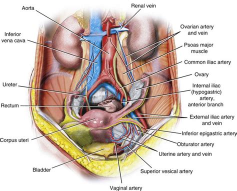 Pelvic Artery Anatomy Anatomy Reading Source