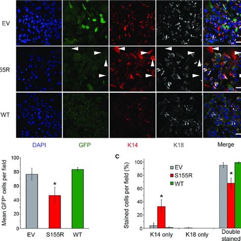 Aurka Localizes To Mitotic Spindles In Cultured Cells Related To