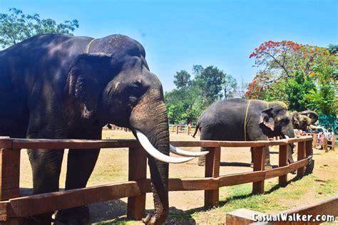 Dubare Elephant Camp In Kushalnagar Coorg Experience The Elephant S