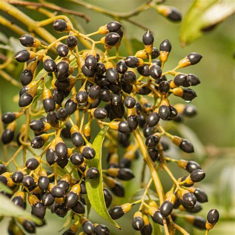 Muda De Canela Da Ndia Cinnamomum Zeylanicum Na Flora Londrina Viveiro