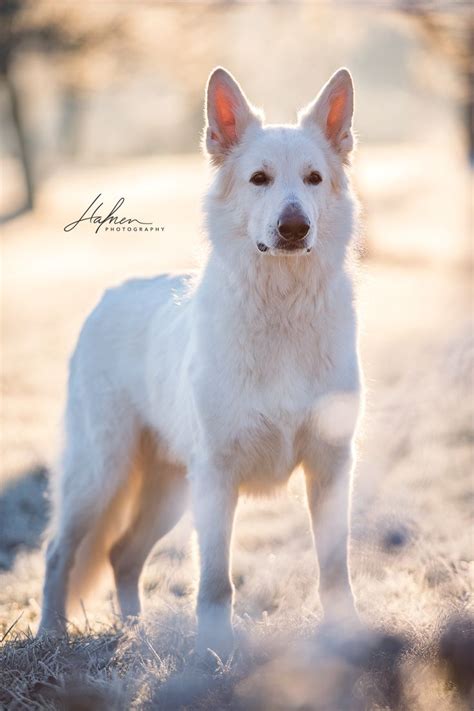 Weisser schweizer Schäferhund steht im Sonnenaufgang auf gefrohrener