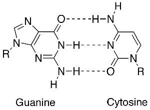 How Many Bonds Are Between Cytosine and Guanine? | Reference.com