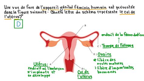 Vidéo Question Identifier Le Col De Lutérus à Partir Dun Schéma De