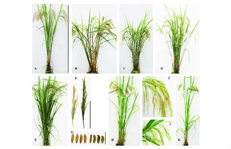| Phenotypes of the mutant lines induced by CIBs and GRs. (a): R173 ... 
