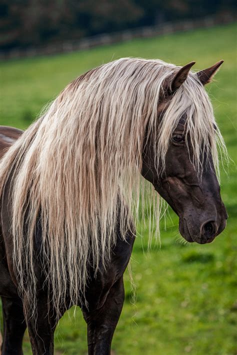 HCRS Split Second - Rocky Mountain Horses