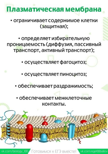 БИОЛОГИЯ: полезные карточки по теме "Строение клетки" | ЕГЭ 100БАЛЛОВ ...