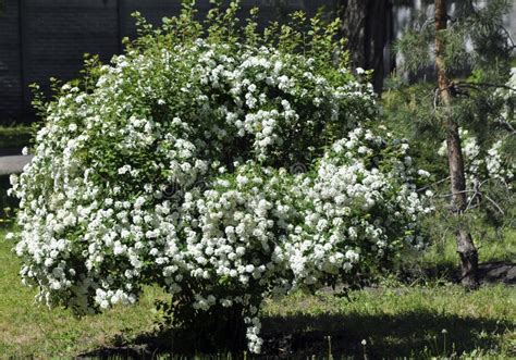 Vacker Buske Med Blommande Vita Blommor I En Ukrainsk Naturreservat