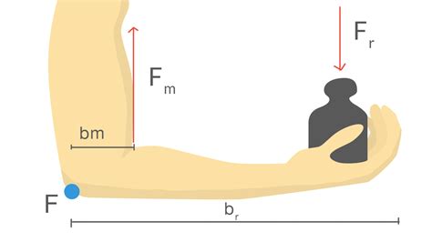 Le Leve In Fisica Cosa Sono E Perch Sono Importanti