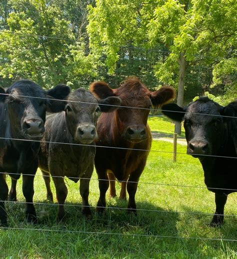 Beef :: Mountain Ridge Farm