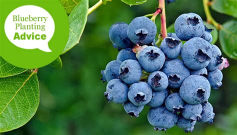 How To Plant A Blueberry Bush In The Ground Or In Pots And Containers